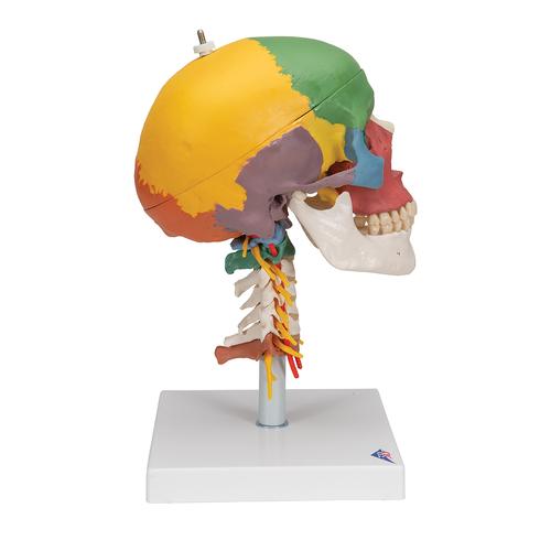 교육용 경추 포함 채색된 두개골 모형, 4파트
Didactic Human Skull Model on Cervical Spine, 4 part - 3B Smart Anatomy, 1020161 [A20/2], 두개골 모형