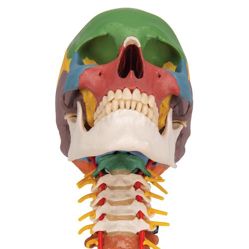 Didaktisches Schädel Modell auf Halswirbelsäule, farblich markiert 4-teilig - 3B Smart Anatomy, 1020161 [A20/2], Schädelmodelle