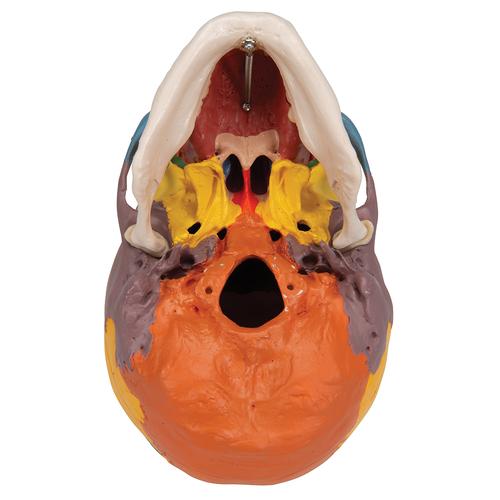 Crâne didactique sur colonne vertébrale, en 4 parties - 3B Smart Anatomy, 1020161 [A20/2], Modèles de moulage de crânes humains