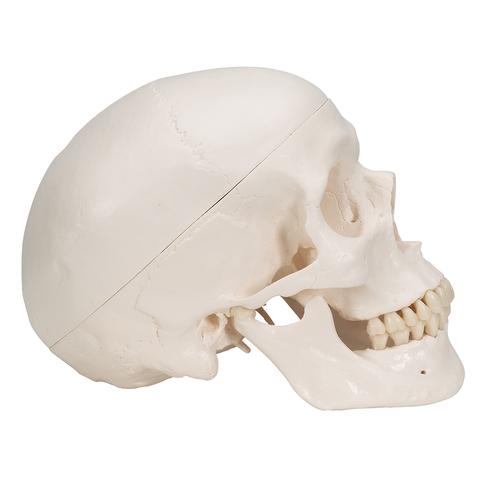 Cráneo clásico con cerebro, 8 partes - 3B Smart Anatomy, 1020162 [A20/9], Modelos de Cráneos Humanos