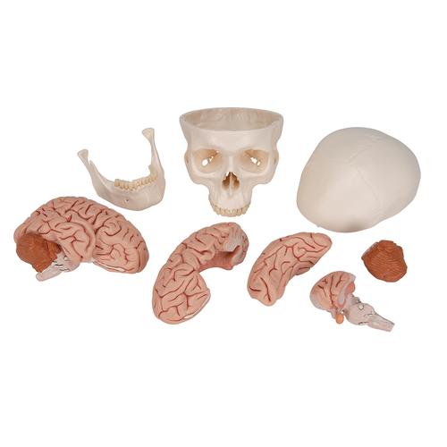 Модель черепа с мозгом, 8 частей - 3B Smart Anatomy, 1020162 [A20/9], Модели черепа человека