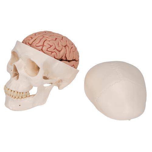 Модель черепа с мозгом, 8 частей - 3B Smart Anatomy, 1020162 [A20/9], Модели черепа человека