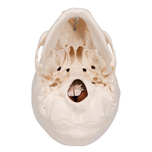 뇌 포함된 두개골 모형, 5파트 분리형 Classic Human Skull Model with Brain, 8-parts - 3B Smart Anatomy, 1020162 [A20/9], 두개골 모형