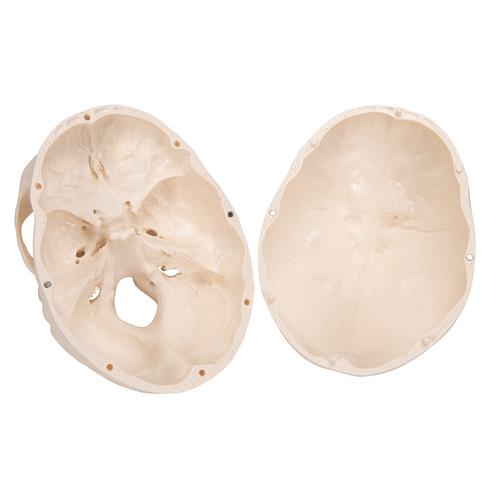 Cráneo clásico con cerebro, 8 partes - 3B Smart Anatomy, 1020162 [A20/9], Modelos de Cráneos Humanos