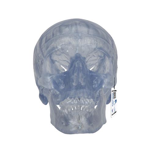 Transparent Classic Human Skull Model, 3 part - 3B Smart Anatomy, 1020164 [A20/T], Human Skull Models