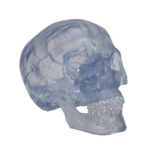 经典头颅模型，透明，3部分 - 3B Smart Anatomy, 1020164 [A20/T], 头颅模型