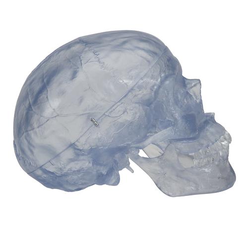 Klasik kafatası, şeffaf, 3 parçalı - 3B Smart Anatomy, 1020164 [A20/T], Kafatası Modelleri