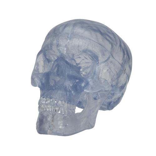 Модель черепа, прозрачная, 3 части - 3B Smart Anatomy, 1020164 [A20/T], Модели черепа человека
