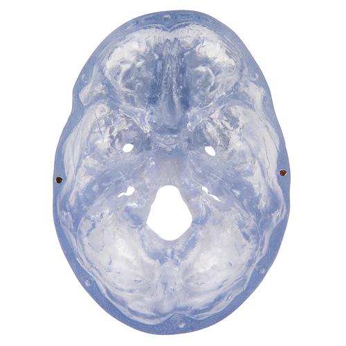 투명 두개골 모형, 3파트 분리형 Transparent Classic Human Skull Model, 3 part - 3B Smart Anatomy, 1020164 [A20/T], 두개골 모형
