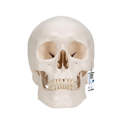 Klasik kafatası, 3 parçalı - 3B Smart Anatomy, 1020159 [A20], Kafatası Modelleri