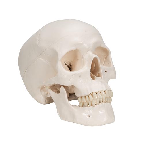Crânio clássico, 3 peças, 1020159 [A20], Modelo de crânio