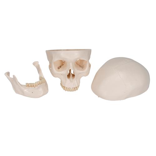 Модель черепа, 3 части - 3B Smart Anatomy, 1020159 [A20], Модели черепа человека