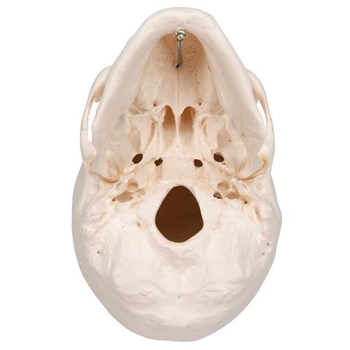 두개골 모형, 3파트 
Classic Human Skull Model, 3 part - 3B Smart Anatomy, 1020159 [A20], 두개골 모형