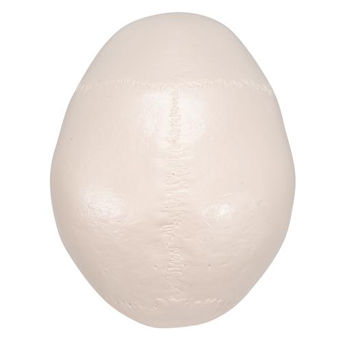 Klasszikus koponya, 3 r&eacute;szes, 1020159 [A20], Koponya modellek