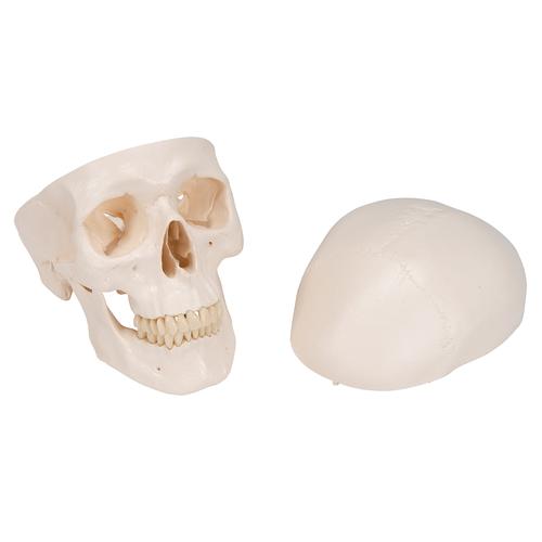 Menschliches Sch&auml;del Modell "Klassik", magnetisch 3-teilig, 1020159 [A20], Sch&auml;delmodelle