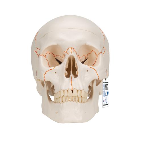 Модель черепа человека, 3 части - 3B Smart Anatomy, 1020165 [A21], Модели черепа человека