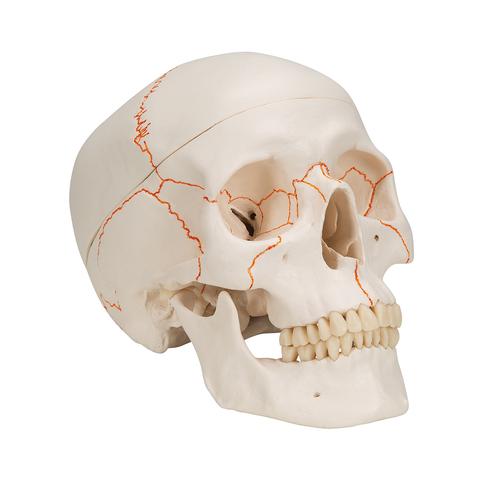 Cranio, modello classico, con numerazione, in 3 parti - 3B Smart Anatomy, 1020165 [A21], Modelli di Cranio