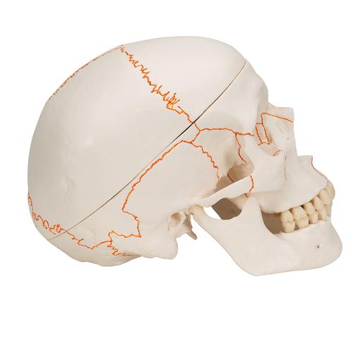 Klasik kafatası, numaralandırılmış, 3 parçalı - 3B Smart Anatomy, 1020165 [A21], Kafatası Modelleri