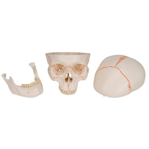 Crâne classique - 3B Smart Anatomy, 1020165 [A21], Modèles de moulage de crânes humains