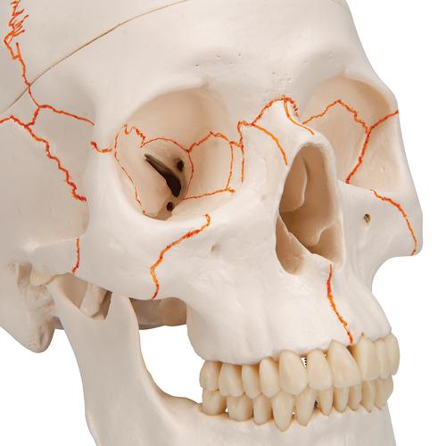 Модель черепа человека, 3 части - 3B Smart Anatomy, 1020165 [A21], Модели черепа человека