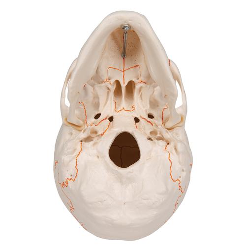 Modèle de crâne humain classique numéroté de 9 de haut - Qualité médicale  - 3 pièces - Avec coutures peintes - 54 pièces - Écriture numérotée - Avec  affiche : : Commerce, Industrie et Science