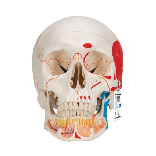 Classic Human Skull Model painted, with Opened Lower Jaw, 3 part - 3B Smart Anatomy, 1020167 [A22/1], Human Skull Models