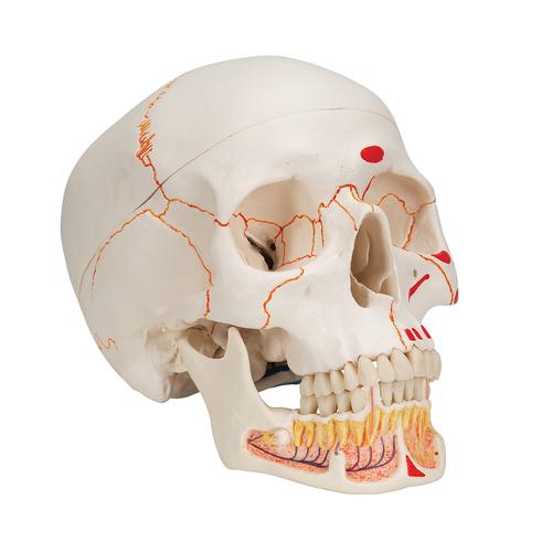 하악노출, 채색된 두개골모형, 3파트 분리형 Classic Human Skull Model painted, with Opened Lower Jaw, 3 part - 3B Smart Anatomy, 1020167 [A22/1], 두개골 모형