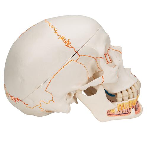 Модель черепа человека, раскрашенная, с открытой нижней челюстью, 3 части - 3B Smart Anatomy, 1020167 [A22/1], Модели черепа человека