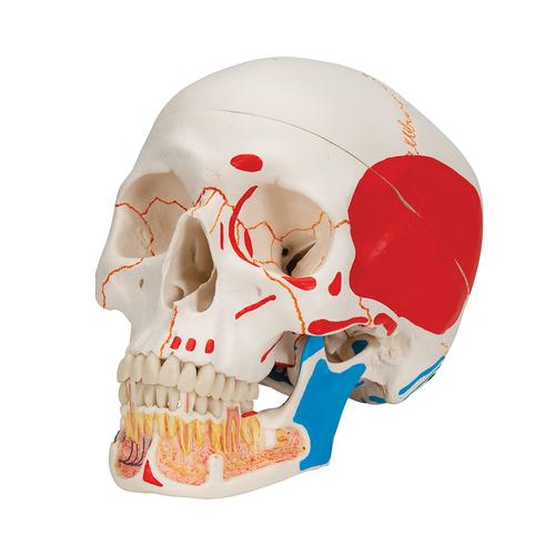Classic Human Skull Model painted, with Opened Lower Jaw, 3 part - 3B Smart Anatomy, 1020167 [A22/1], Human Skull Models