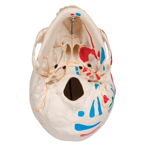 Crânio clássico com mandíbula aberta, colorido, 3 peças, 1020167 [A22/1], Modelo de crânio