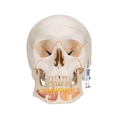 经典颅模型（带开放下颌）3部分 - 3B Smart Anatomy, 1020166 [A22], 头颅模型