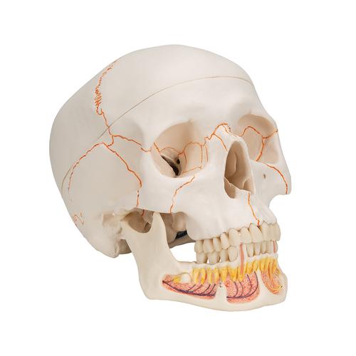 经典颅模型（带开放下颌）3部分 - 3B Smart Anatomy, 1020166 [A22], 头颅模型