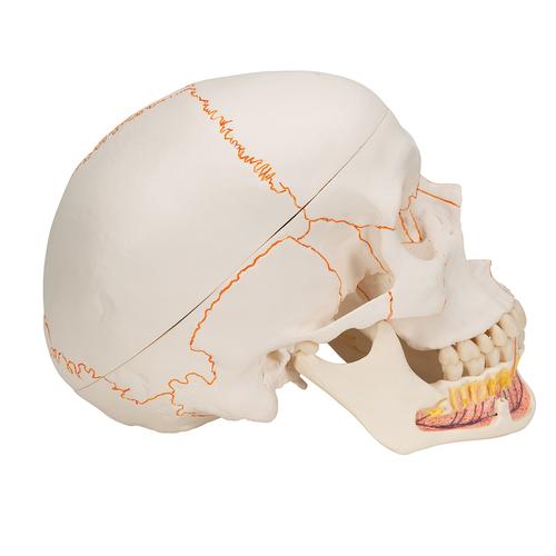 하악(아래턱) 노출된 두개골모형, 3파트 분리형 Classic Human Skull Model with Opened Lower Jaw, 3 part - 3B Smart Anatomy, 1020166 [A22], 두개골 모형