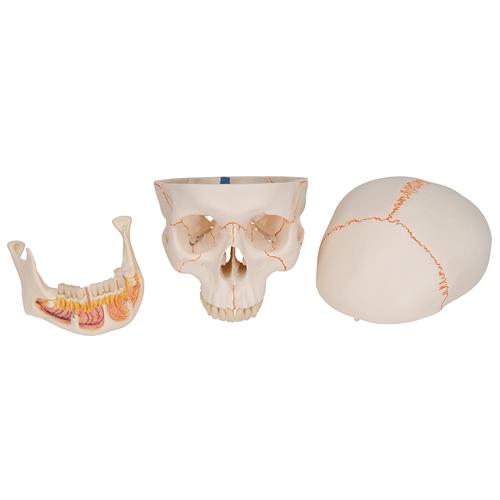 Cráneo clásico con mandíbula abierta, desmontable en 3 piezas - 3B Smart Anatomy, 1020166 [A22], Modelos de Cráneos Humanos