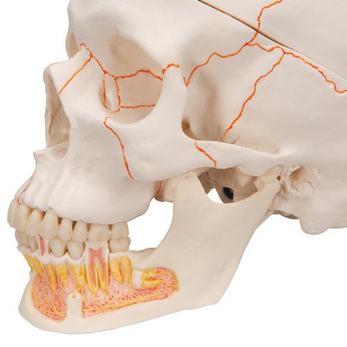 Crânio clássico com mandíbula aberta, 3 peças, 1020166 [A22], Modelo de crânio