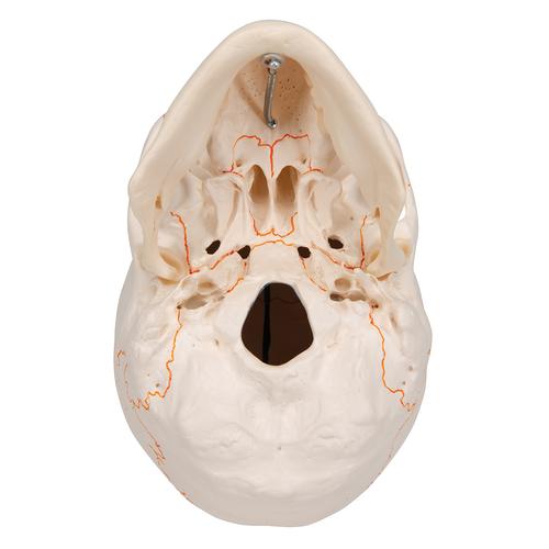 Classic Human Skull Model with Opened Lower Jaw, 3 part - 3B Smart Anatomy, 1020166 [A22], Human Skull Models