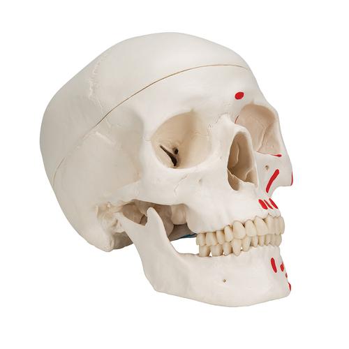Classic Human Skull Model painted, 3 part - 3B Smart Anatomy, 1020168 [A23], Human Skull Models