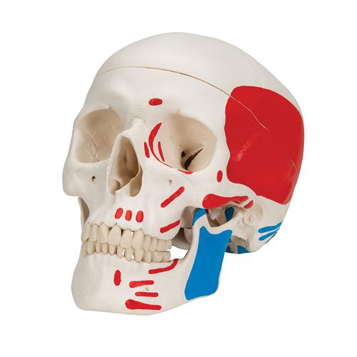 하악노출, 채색된 두개골모형, 3파트 분리형 Classic Human Skull Model painted, 3 part - 3B Smart Anatomy, 1020168 [A23], 두개골 모형