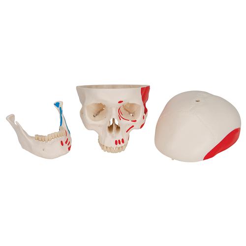 Crâne classique, peint, en 3 parties - 3B Smart Anatomy, 1020168 [A23], Modèles de moulage de crânes humains