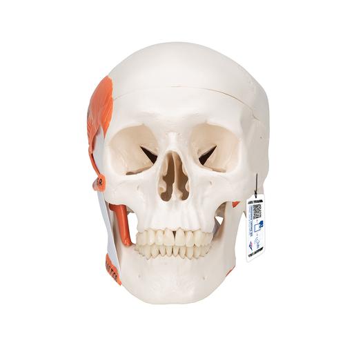 Cranio, modello classico, con muscolatura masticatoria, in 2 parti - 3B Smart Anatomy, 1020169 [A24], Modelli di Cranio