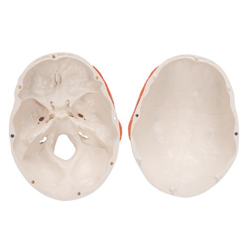 Fonksiyonel kafatası, çiğneme kaslarıyla, 2 parçalı - 3B Smart Anatomy, 1020169 [A24], Kafatası Modelleri