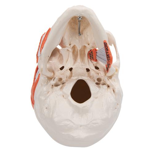 두개골모형, 2파트 
TMJ Human Skull Model, demonstrates functions of masticator muscles, 2 part, 1020169 [A24], 두개골 모형