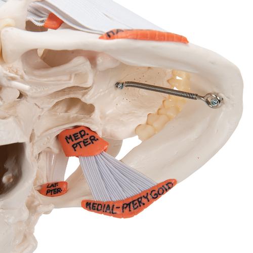 Cranio, modello classico, con muscolatura masticatoria, in 2 parti - 3B Smart Anatomy, 1020169 [A24], Modelli di Cranio