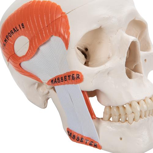TMJ Human Skull Model, Demonstrates Functions of Masticator Muscles, 2 part - 3B Smart Anatomy, 1020169 [A24], Human Skull Models