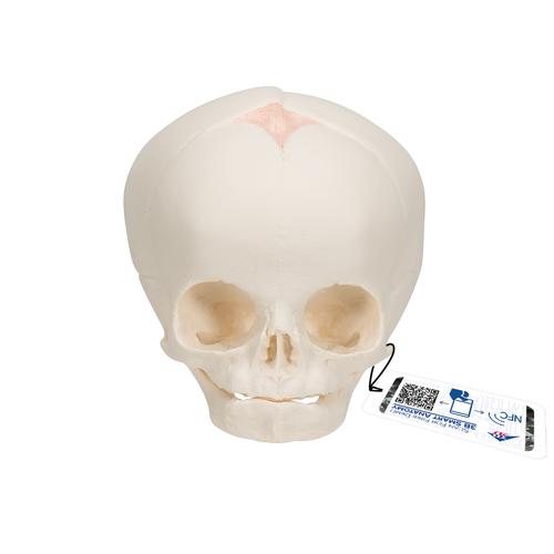 Модель черепа плода, натуральный размер, 30-я неделя беременности - 3B Smart Anatomy, 1000057 [A25], Модели черепа человека