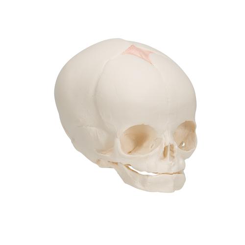임신 30주째 태아 두개골 모형 Foetal Skull Model, natural cast, 30th week of pregnancy - 3B Smart Anatomy, 1000057 [A25], 두개골 모형