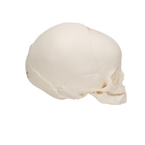 Модель черепа плода, натуральный размер, 30-я неделя беременности - 3B Smart Anatomy, 1000057 [A25], Модели черепа человека