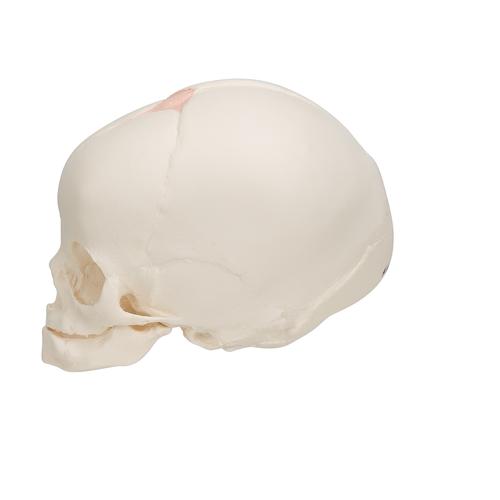 Foetal Skull Model, Natural Cast, 30th Week of Pregnancy - 3B Smart Anatomy, 1000057 [A25], Human Skull Models