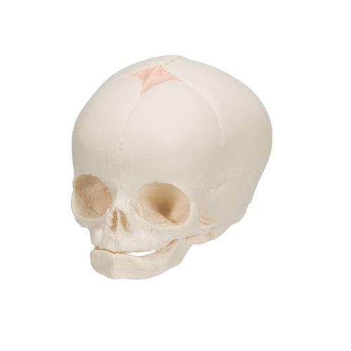 Crânio de feto, 1000057 [A25], Modelo de crânio