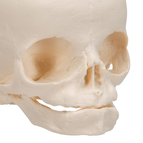 Cr&aacute;neo de feto, 1000057 [A25], Modelos de Cr&aacute;neos Humanos